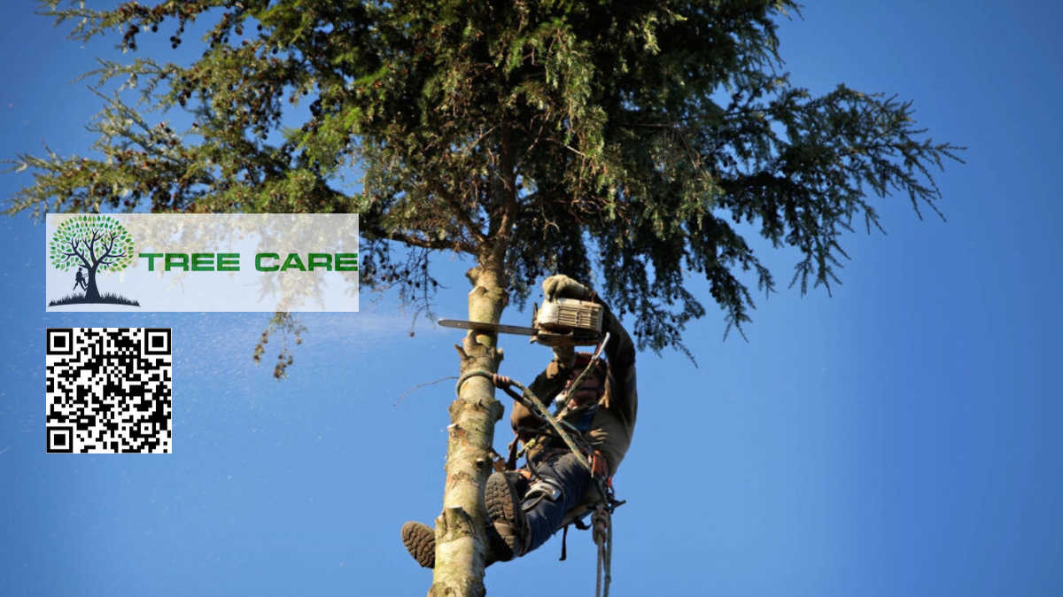 Tree Surgeon Palmerston North