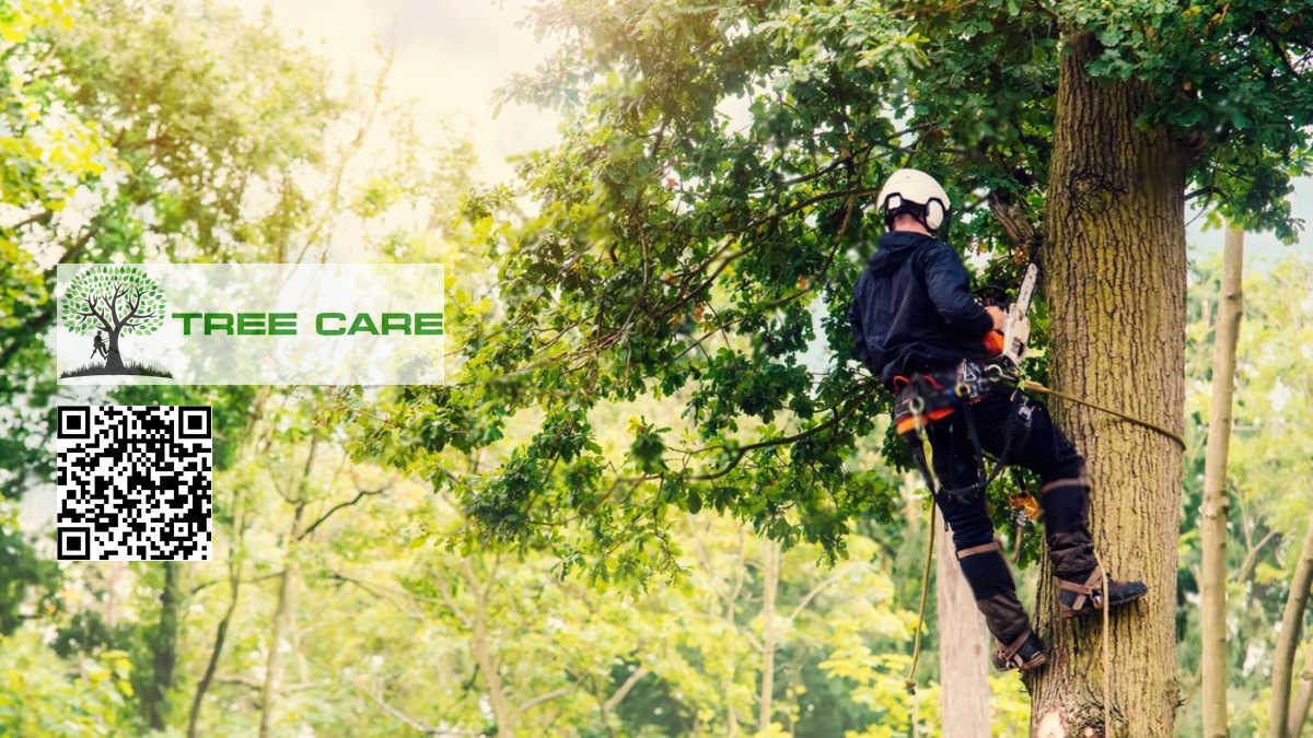 Hedge Trimming Palmerston North