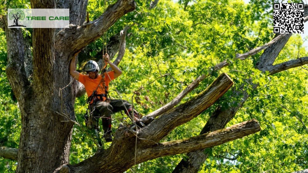 Tree Care by LandscapingHQ - Tree Service, New Zealand