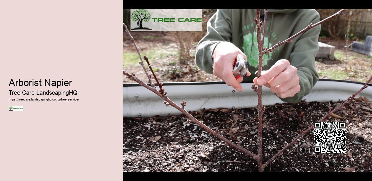 Tree Services Tauranga